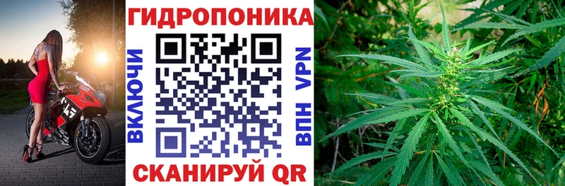Конопля сатива  Купить где  Искитим 
